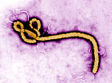 Лихорадка Эбола распространяется через прямой незащищенный контакт с кровью или выделениями инфицированного человека, а также при контактах с вещами зараженного