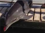 У берегов США дельфин, не рассчитав силы, прыгнул в лодку и переломал женщине ноги 