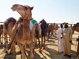 Саудовские власти запретили приносить в жертву верблюдов во время хаджа